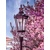 Sakura - kvitnúca japonská čerešňa okolo lampy (fotoplátno L)